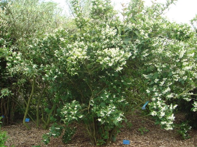 Philadelphus incanus P2A P2C